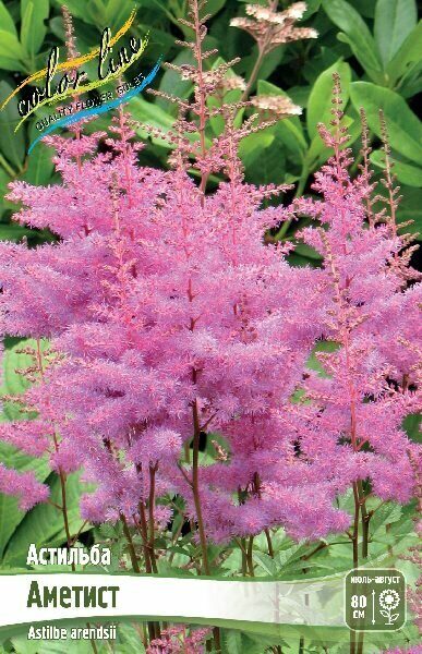 Астильба Аметист 2/3 1шт (Колорлайн)