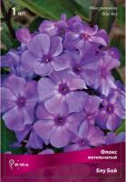 Флокс Блу Бой 1шт (Поиск)