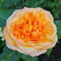 Роза Анри Дельбар (Чайно-гибридная) 1-3 побега ОКС 10шт/пучок (Сиб сад)