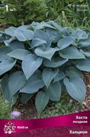 Хоста Халцион 1шт (Поиск)