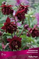 Аквилегия Руби Порт 1шт (Поиск)