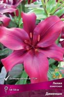 Лилия Дименшн (Азиатский гибрид) 12/14 3шт (Поиск)