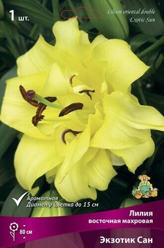 Лилия Экзотик Сан (Восточная/Махровая) 14/16 1шт (Поиск)