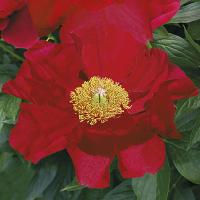 Пион Америка 2/3 1шт (Поиск)