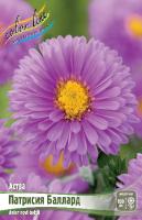 Астра Патрисия Баллард 1шт (Колорлайн)