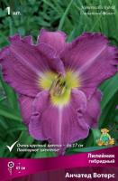 Лилейник Анчатед Вотерс 1шт (Поиск)