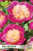 Пион Боул оф Бьюти 2/3 1шт (Колорлайн)
