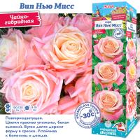 Роза Вип Нью Мисс (Чайно-гибридная) 1шт (Сиб сад)