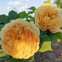 Роза Голден Зест (Шраб) 1-3 побега ОКС 10шт/пучок (Сиб сад)