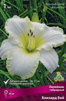 Лилейник Близард Бей 1шт (Поиск)