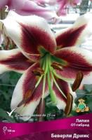 Лилия Беверли Дримс (ОТ гибрид) 12/14 3шт (Поиск)