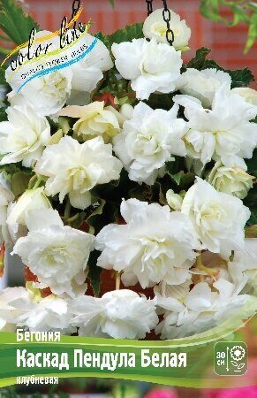 Бегония Каскад Пендула Белая 5/6 3шт (Колорлайн)