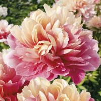 Пион Лорелей 2/3 1шт (Поиск)