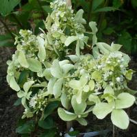 Гортензия Дентель Де Горрон (Метельчатая) 1шт (Поиск)