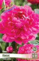 Пион Канзас 2/3 1шт (Колорлайн)