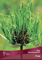 Лук Хэар декоративный 5/6 10шт (Поиск)