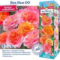 Роза Вип Нью ОО (Чайно-гибридная) 1шт (Сиб сад)