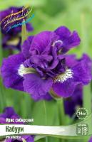 Ирис Кабуум (Сибирский) 1шт (Колорлайн)