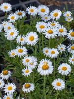 Астра Альба 1шт (Поиск)