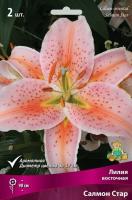 Лилия Салмон Стар (Восточный гибрид) 12/14 3шт (Поиск)