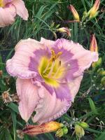 Лилейник Аметист Кисс 1шт  (Колорлайн)