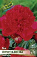 Пион Инспектор Лавернье 2/3 1шт (Колорлайн)