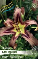 Лилейник Блэк Эрроухэд 1шт (Колорлайн)