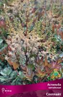 Астильба Спотлайт 1шт (Поиск)