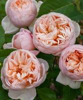 Роза Бель Романтика (Чайно-гибридная) 1-3 побега ОКС 10шт/пучок (Сиб сад)