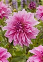 Георгина Вавилон Лила 1шт (Колорлайн)