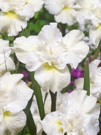 Ирис Свонс ин Флайт (Сибирский) 1шт (Колорлайн)