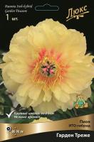 Пион Гарден Треже (ИТО) 3/5 1шт (Поиск)