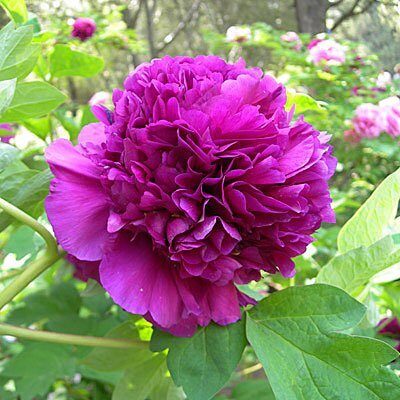 Пион Дак Блэк-Пепл ДР/привитый (коробка) 1шт (Поиск)