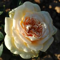 Роза Мишель Фюген (Шраб) 1-3 побега ОКС 10шт/пучок (Сиб сад)