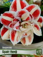 Амариллис Брайт Нимф 22/24 1шт (Колорлайн)