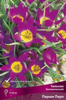 Тюльпан Першн Перл 6/8 10шт (Поиск)