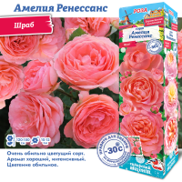 Роза Амелия Ренессанс (Шраб) 1шт (Сиб сад)