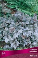 Гейхера Кан Кан 1шт (Поиск)