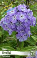 Флокс Блю Бой 2шт (Колорлайн)