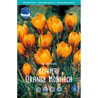 Крокус Оливьери Орандж Монарх 5/7 15шт (Лефебер)