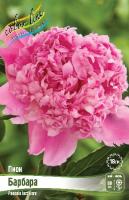 Пион Барбара 2/3 1шт (Колорлайн)