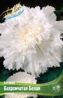 Бегония Бахромчатая Белая 5/6 3шт (Колорлайн)