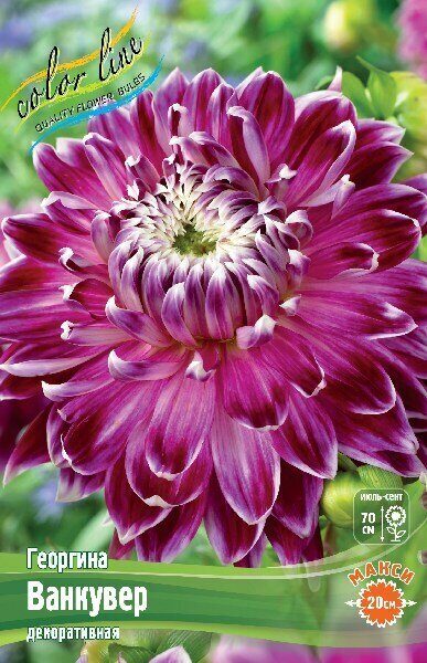 Георгина Ванкувер 1шт (Колорлайн)