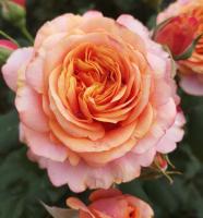 Роза Лавилла Котта (Шраб) 1-3 побега ОКС 10шт/пучок (Сиб сад)