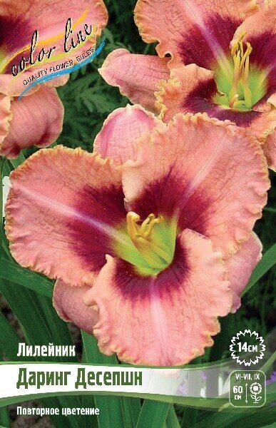 Лилейник Даринг Десепшн 1шт (Колорлайн)