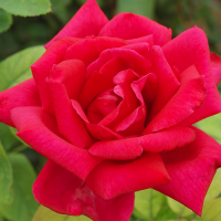 Роза Мега Стар (Чайно-гибридная) 1-3 побега ОКС 10шт/пучок (Сиб сад)