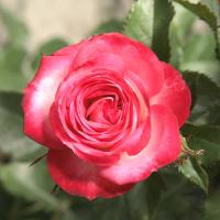 Роза Сафина (Спрей) 1-3 побега ОКС 10шт/пучок (Сиб сад)