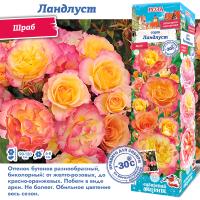 Роза Ландлуст (Шраб) 1шт (Сиб сад)