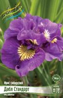 Ирис Дабл Стандарт (Сибирский) 1шт (Колорлайн)