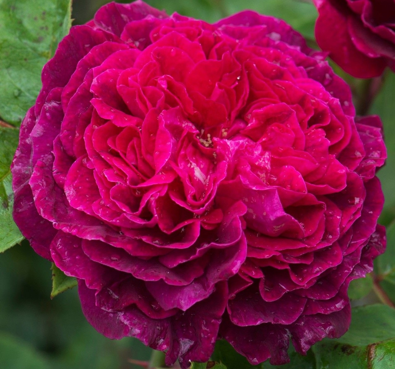 Галерея роз - Arthur Rimbaud - Энциклопедия роз